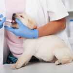 Pourquoi est-il important de traiter votre chien au vermifuge